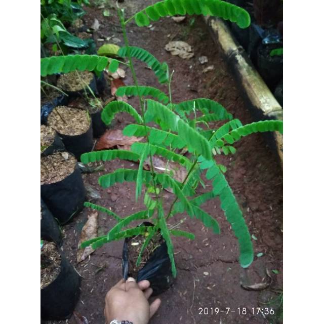 Jual Tanaman Herbal Daun Saga Pohon Saga Shopee Indonesia