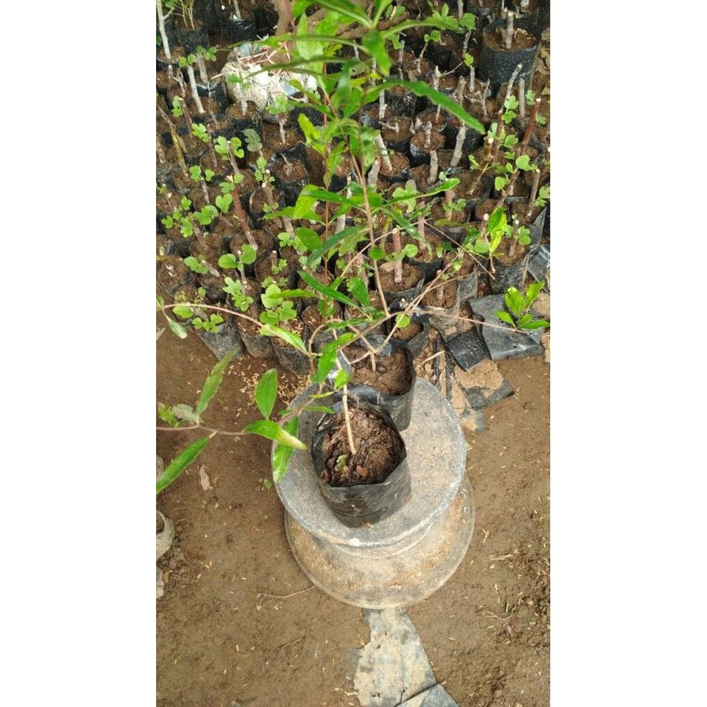 BIBIT TANAMAN BUAH DELIMA HITAM ASLI