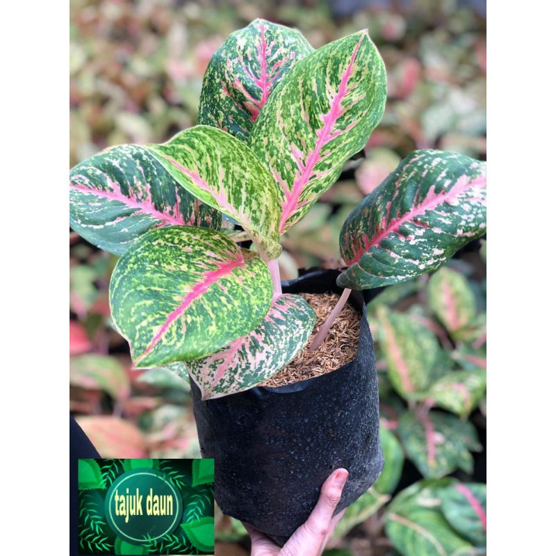 Tanaman hias aglonema big papa - aglonema big papa