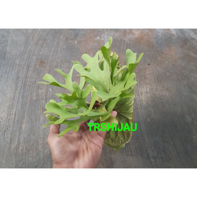 PLATYCERIUM RIDLEYI/isi 4 pcs/TANAMAN TANDUK RUSA/SUPER/MURAH/TANAMAN