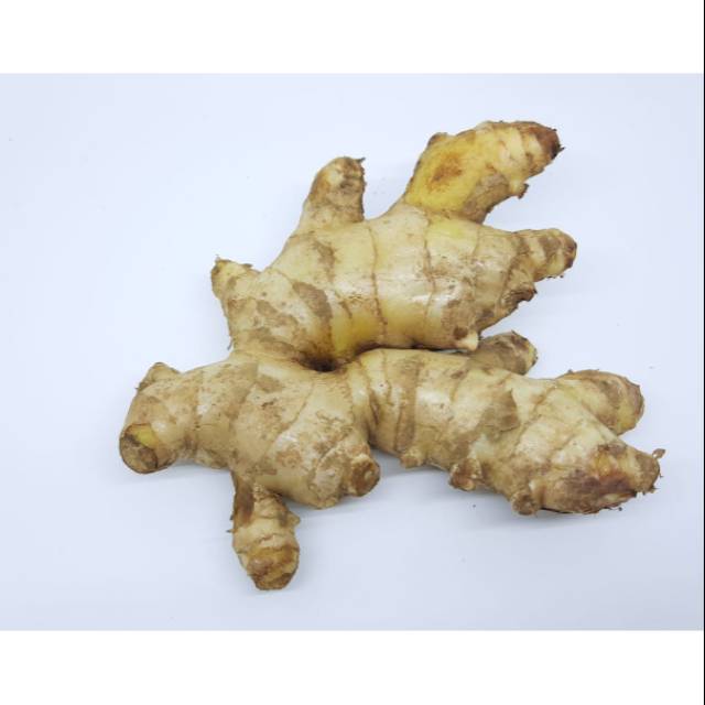 

JAHE GAJAH FRESH || JAHE BESAR 500GR