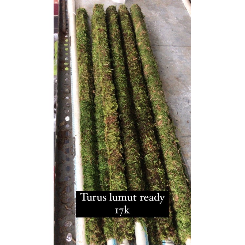 turus lumut / tiang rambat tanaman lumut 70cm