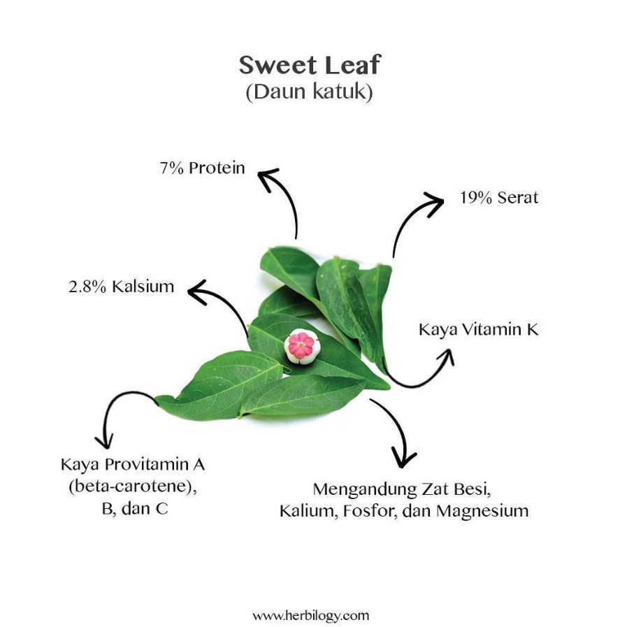 Herbilogy Sweet Leaf Extract Powder (Daun Katuk) 100g