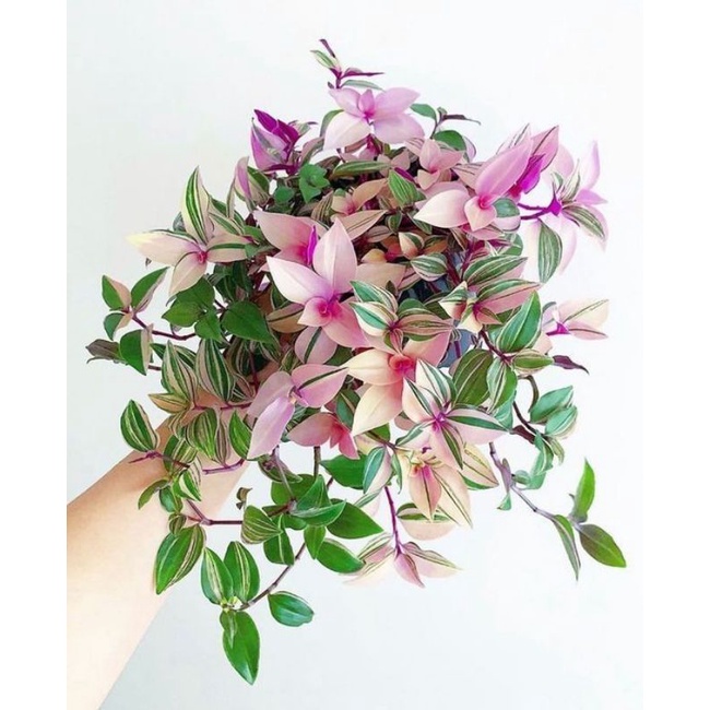 TANAMAN HIAS CALLISA REPENS - TANAMAN HIAS GANTUNG