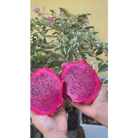 

BUAH NAGA /kg