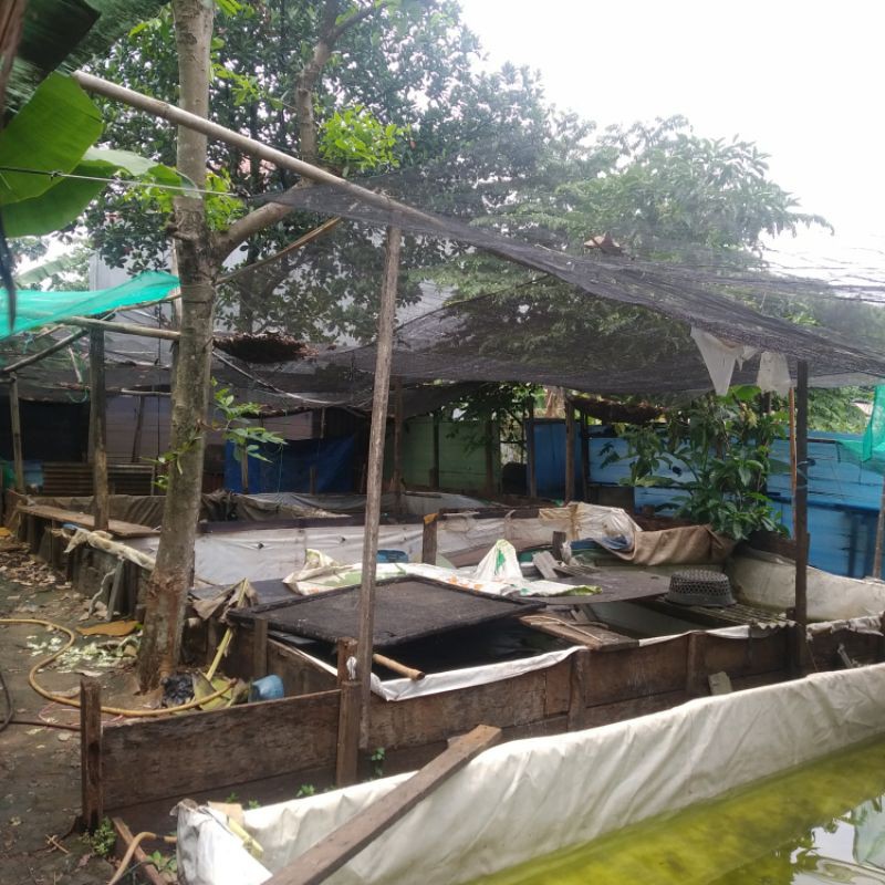 Jentik nyamuk/pakan ikan cupang/Encu