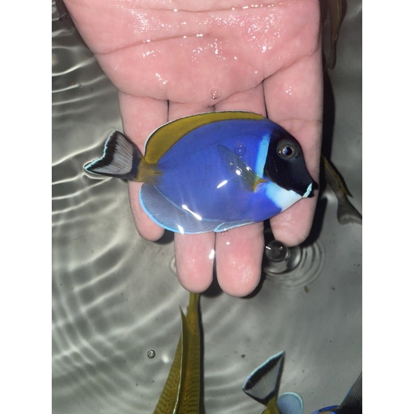 ikan hias laut   botana biru m