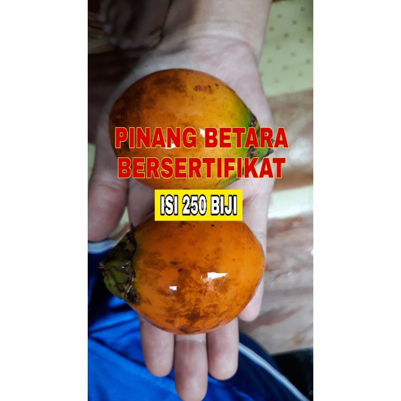 PINANG BETARA SERTIFIKAT BERSERTIFIKAT UNGGUL BIJI PINANG BENIH PINANG BETARA KECAMBAH PINANG BETARA