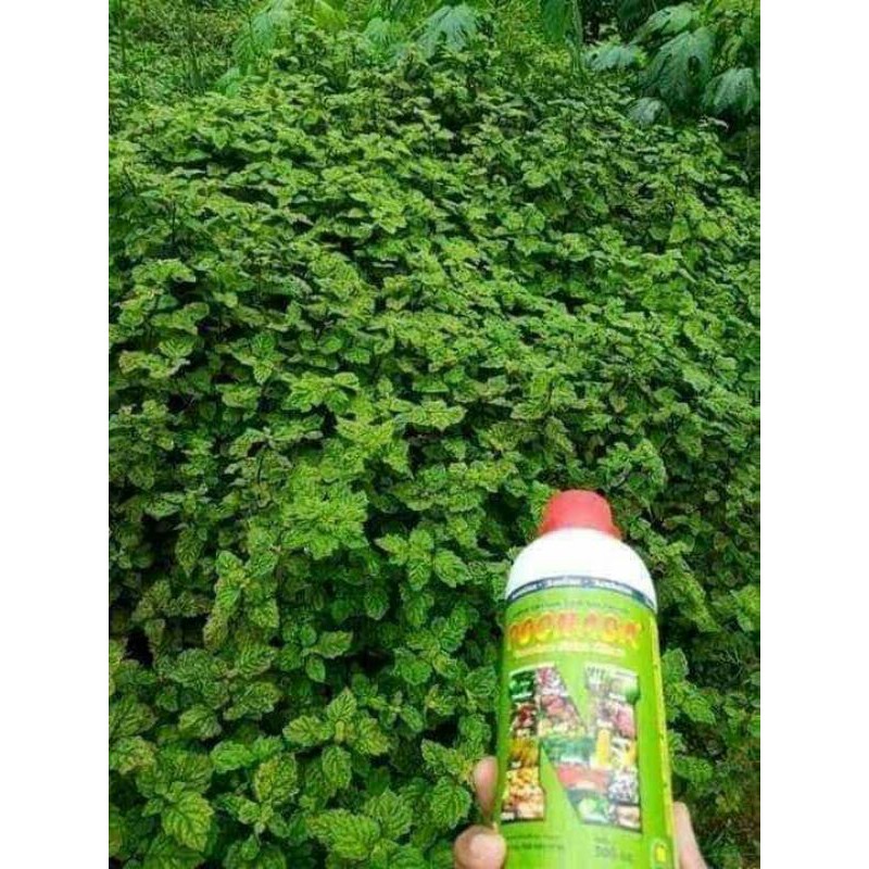 pupuk organik cair nasa