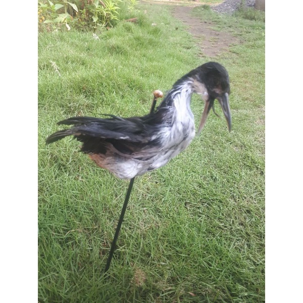 jontrot / mumi ruak ruak