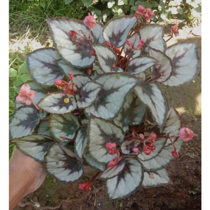 Begonia chili red chili cili begonia rimbun foto asli