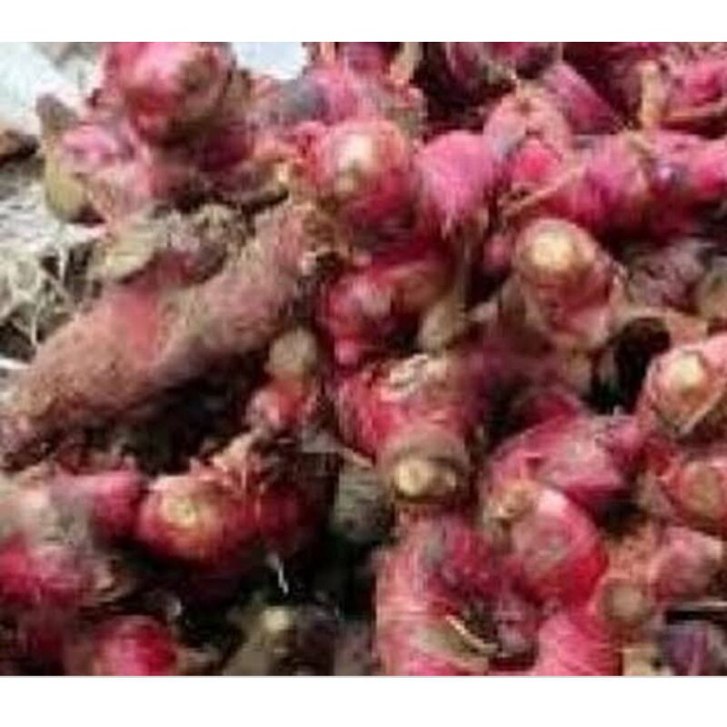 JAHE MERAH PER 250 GR SAYUR SEGAR PALEMBANG