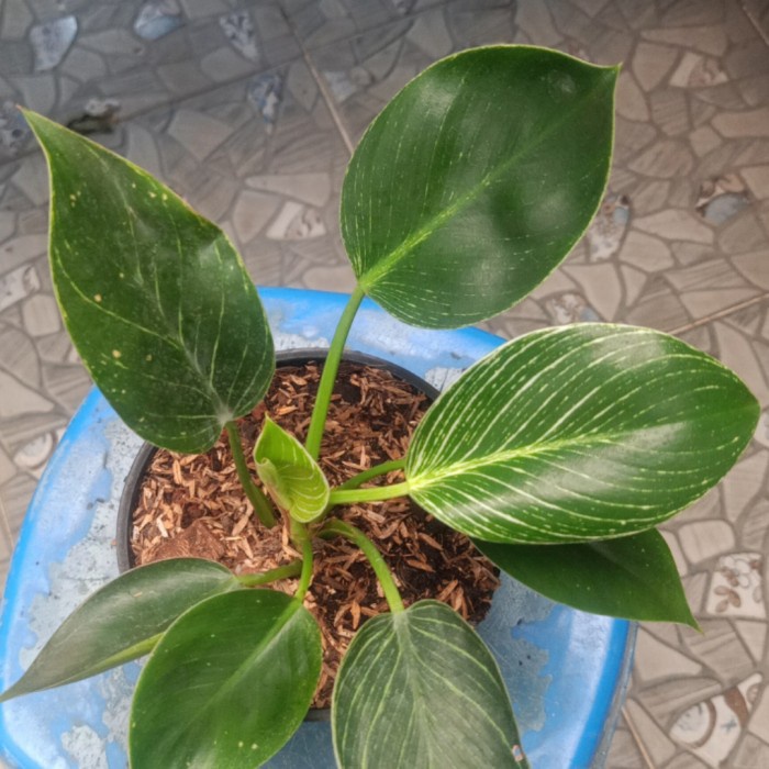 Philo Birkin / philodendron birkin