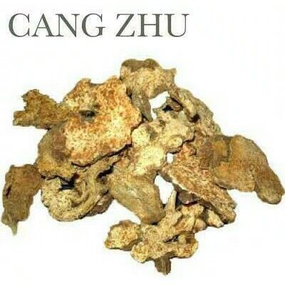 

600 G GR GRAM CANG ZHU SHU ATRACTYLODES