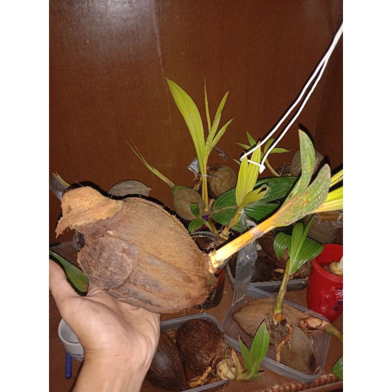 Bonsai kelapa /bahan bonsai kelapa ukiran burung