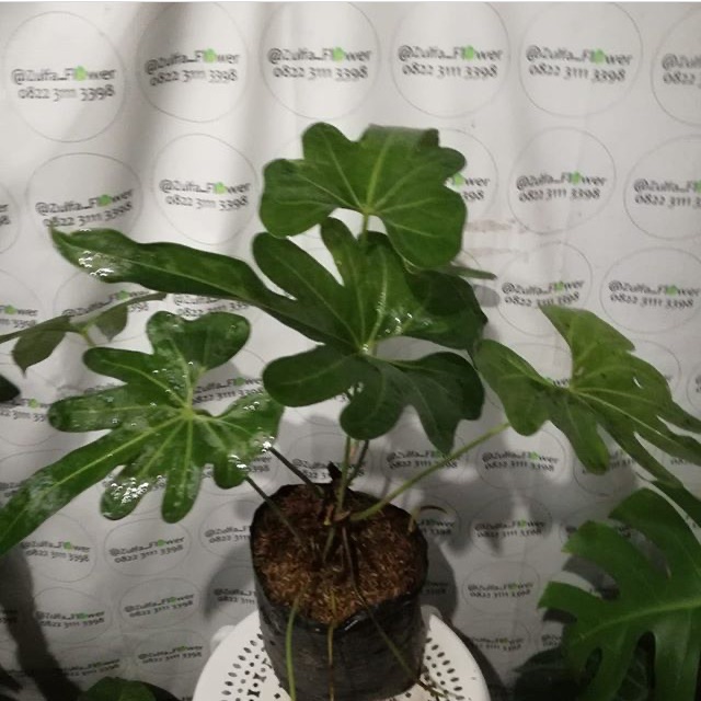 Anthurium Macrolobium