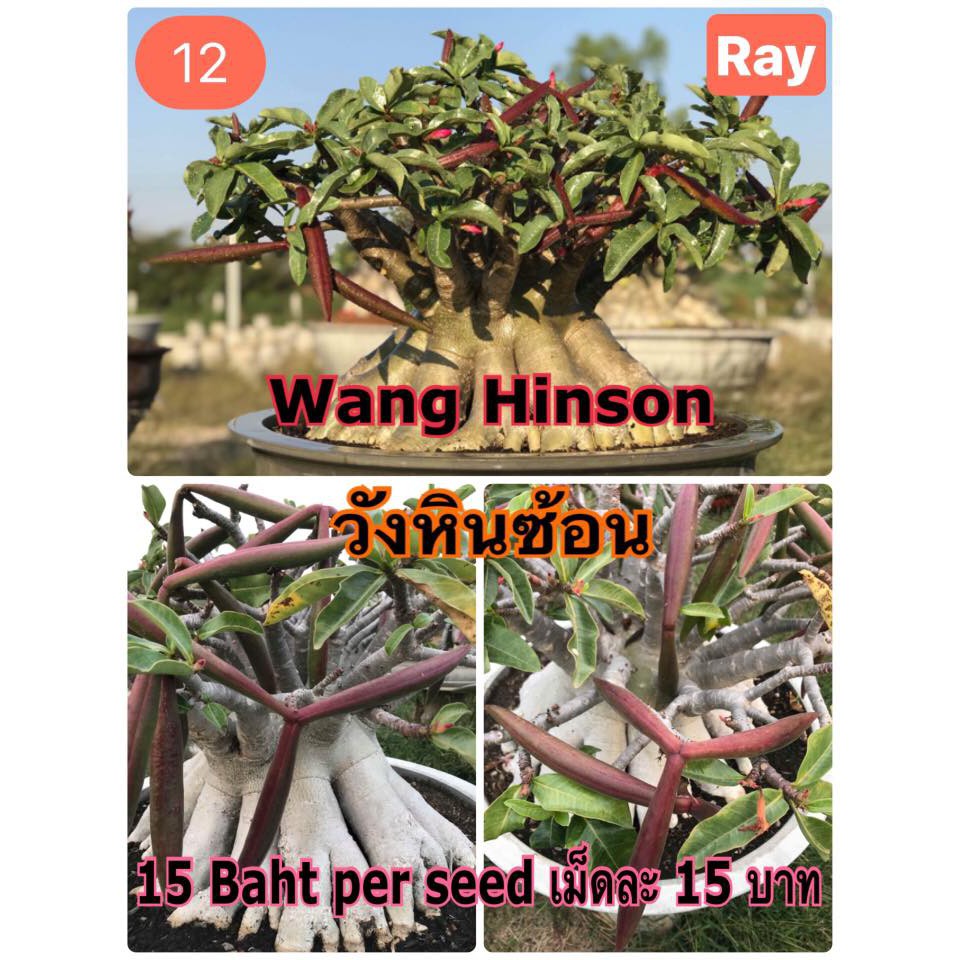Benih Biji Adenium Wang Hinson Import Thailand