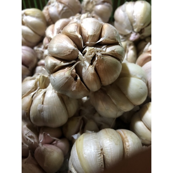 

Bawang Putih