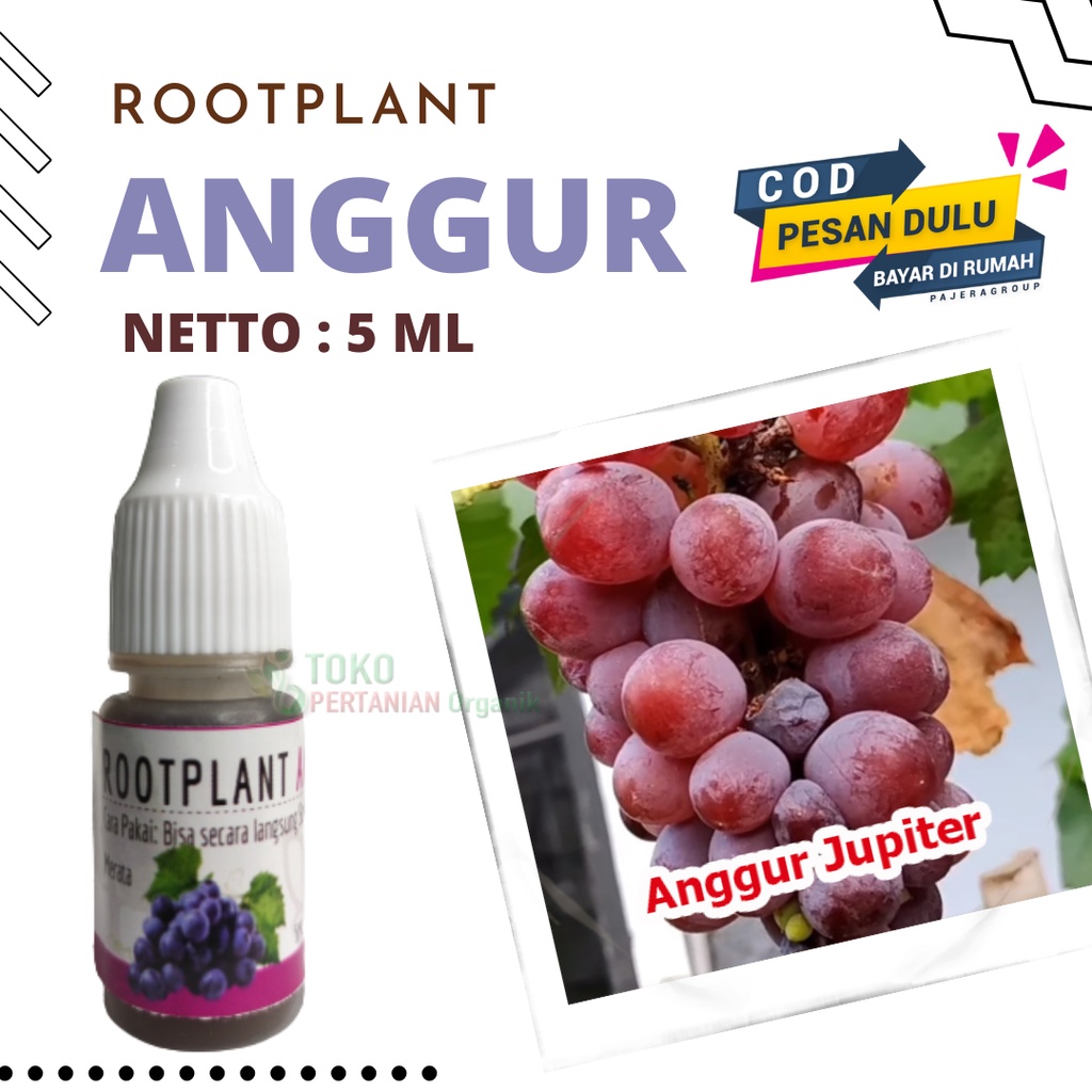 Pupuk Buah anggur Jupiter musim hujan, Nutrisi perangsang akar tanaman anggur akademik acidzba