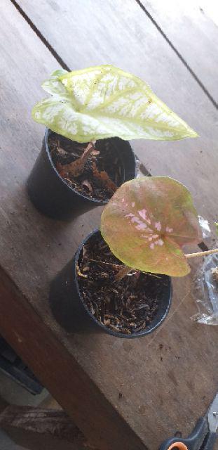 Caladium/keladi Hias Julatrekoon