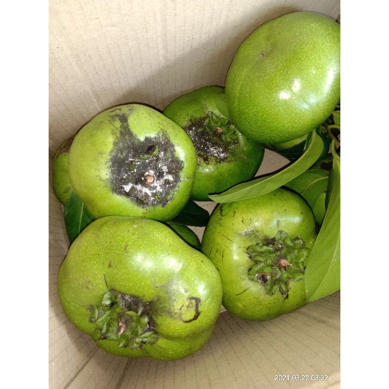 

buahblacksapote