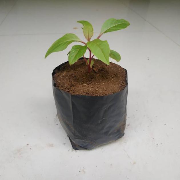 BIBIT GINSENG MERAH KOREA TANAMAN GINSENG MERAH KOREA PJR