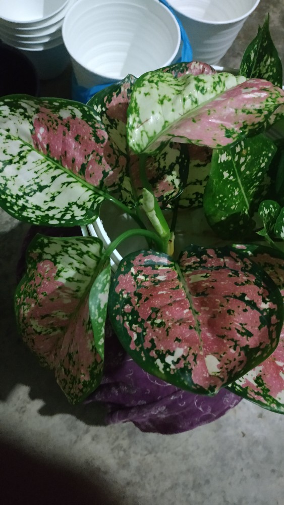 Aglaonema Dud Tri Colour/bunga Tri Colour