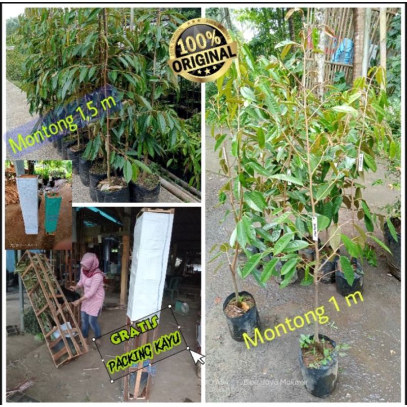 Bibit Durian Montong Super Murah (Gratis packing pakai kayu)