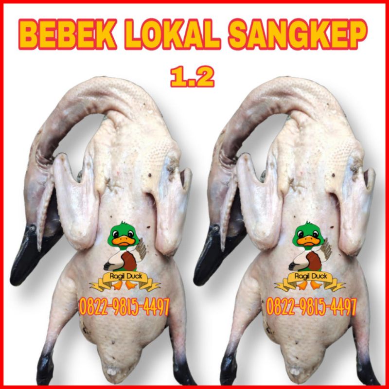 

BEBEK LOKAL SANGKEP 1.2