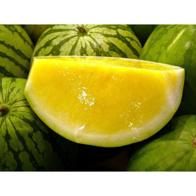 25 Benih Biji Buah Semangka Kuning Tanpa Biji Unggul