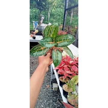 Aglonema Gajah Mada