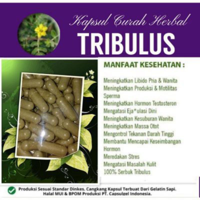 

Tribulus kapsul curah isi 100