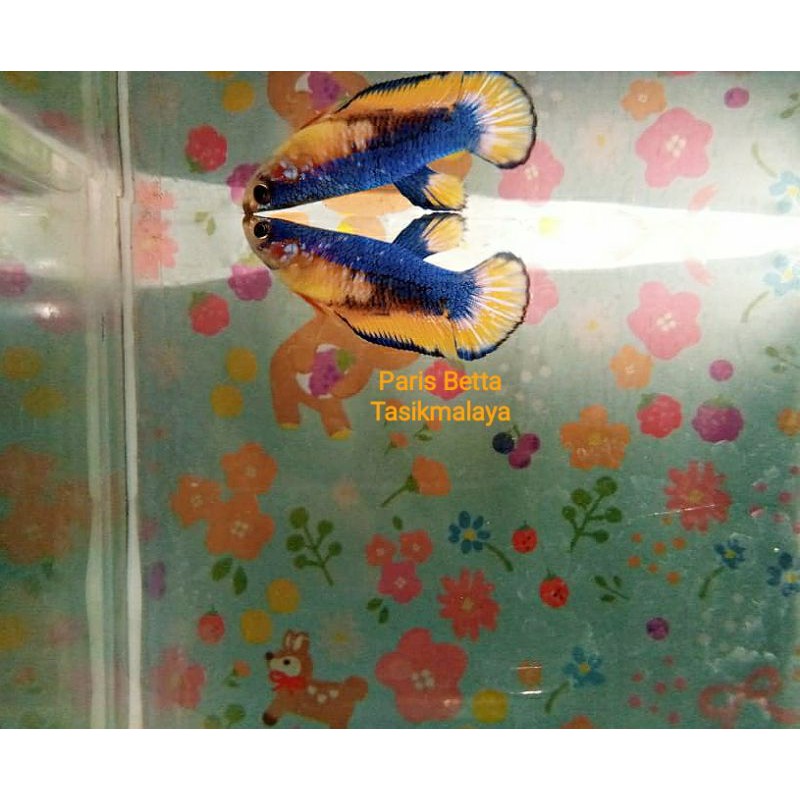 Ikan Cupang Kontes Jenis Yellow Fancy, Super Gold, Multi collor, HM, Super Red, RoseTail, BlueRim