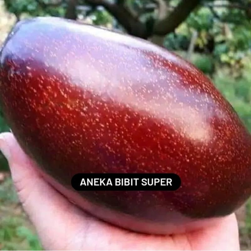 Bibit alpukat tenar - alpukat red vietnam super - bibit alpukat merah