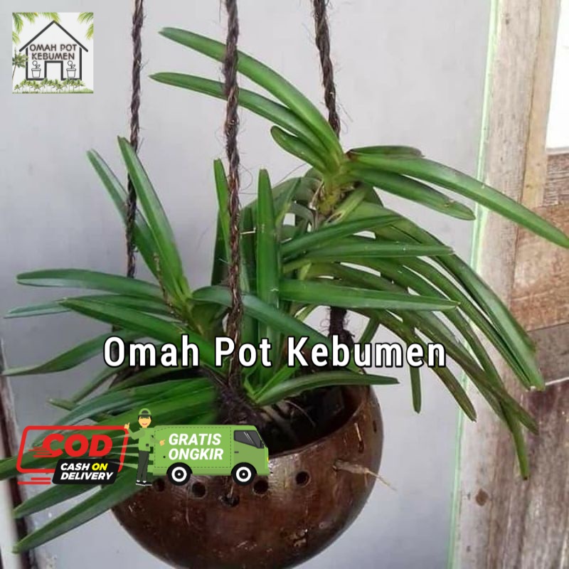 pot anggrek batok kelapa gantung alami