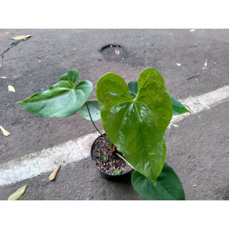 Anthurium Bunga variegata