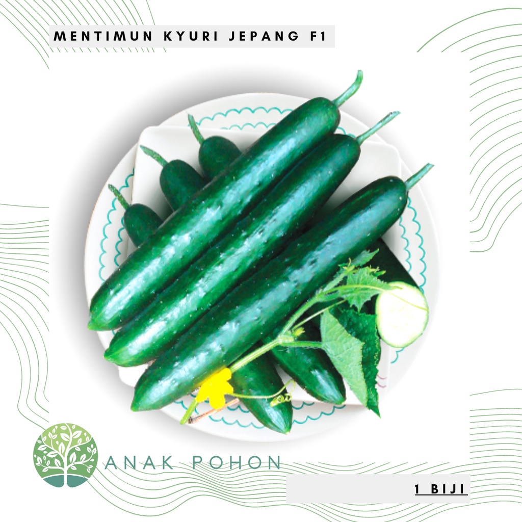 Benih Bibit Biji - Mentimun Jepang Timun Kyuri F1 Japanese Cucumber - Cocok untuk Sushi - Panen dalam 30 HST