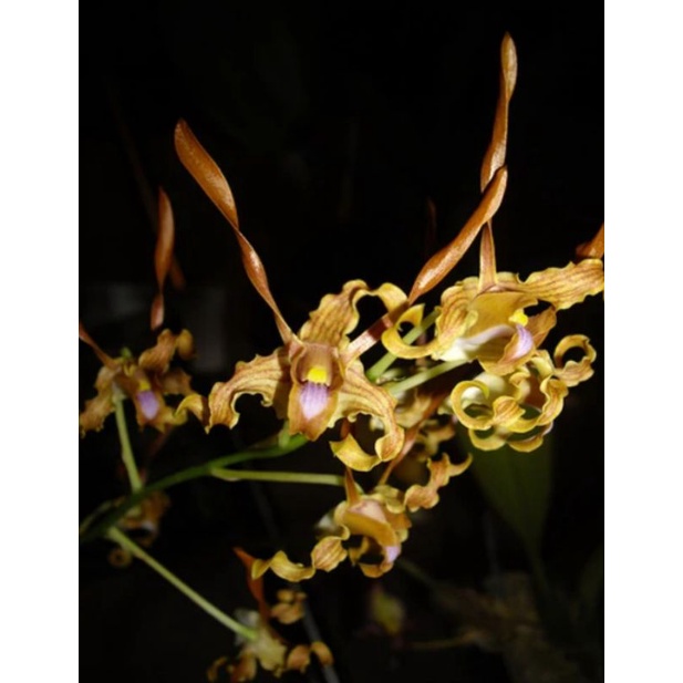 Dendrobium Tangerinum remaja