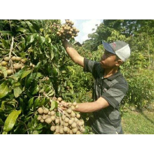 Bibit Kelengkeng New Kristal 2 ( 1 Tahun Buah) **