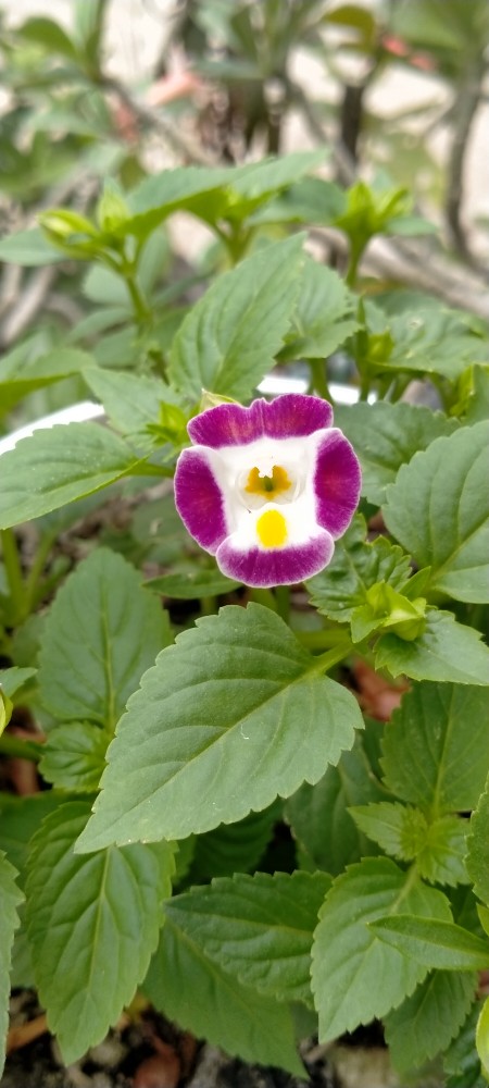 Tanaman Hias Bunga Torenia Atau Mata Kucing Biru