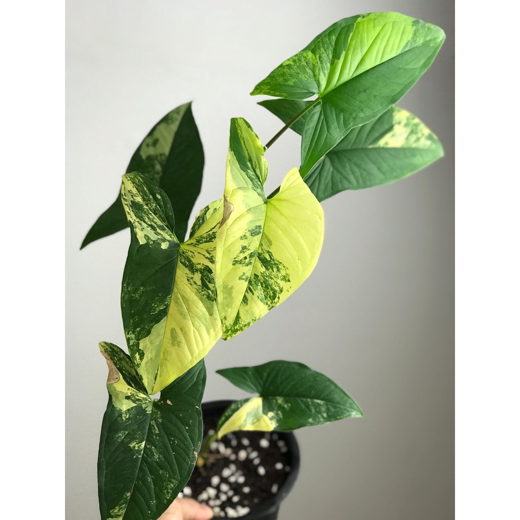 Syngonium Yellow Var Besaar