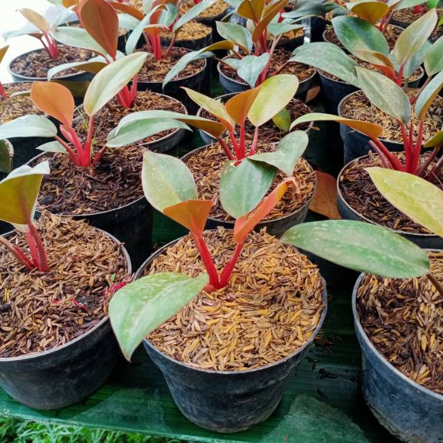 Tanaman Philodendron Orange Juice Shopee Indonesia