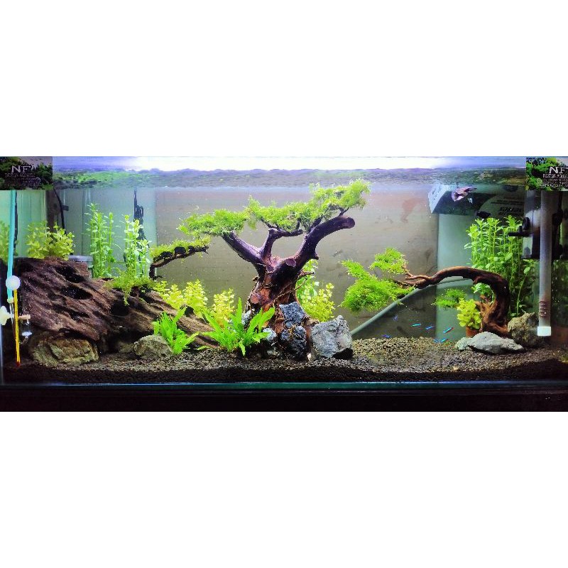 AQUASCAPE DAN PALUDARIUM