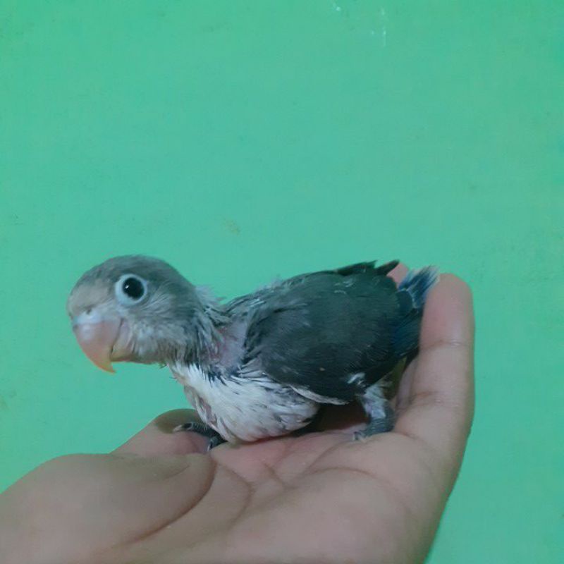 lolohan love bird euwing blue