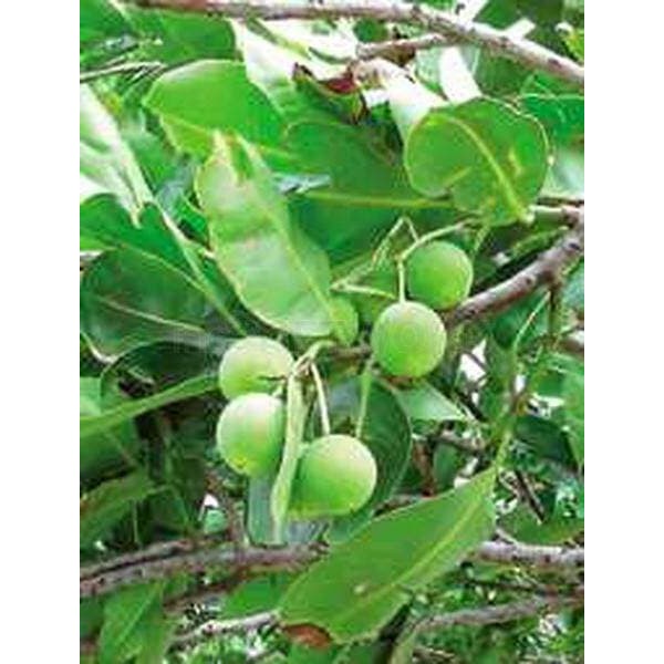 1 BIJI/BIBIT BUAH NYAMPLUNG