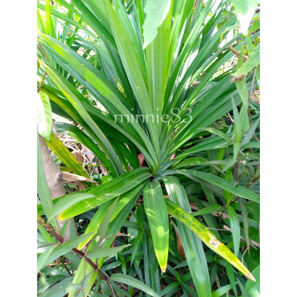 

daun pandan wangi segar fresh 100gr