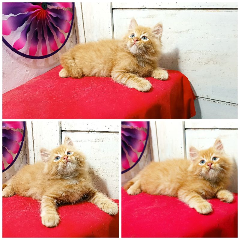 Kucing Persia Oren Tabby |Free Ongkirs |Keranjang