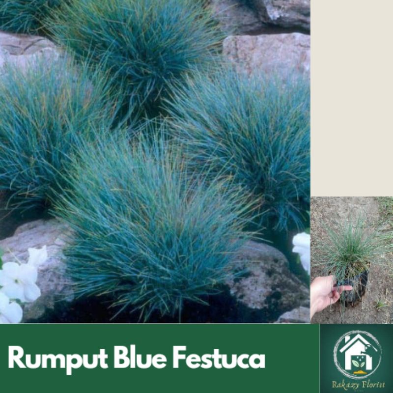 Jual Tanaman Rumput Biru Blue Festuca Shopee Indonesia