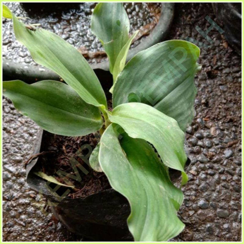 BIBIT TANAMAN HERBAL KENCUR(CIKUR)-Berumpun