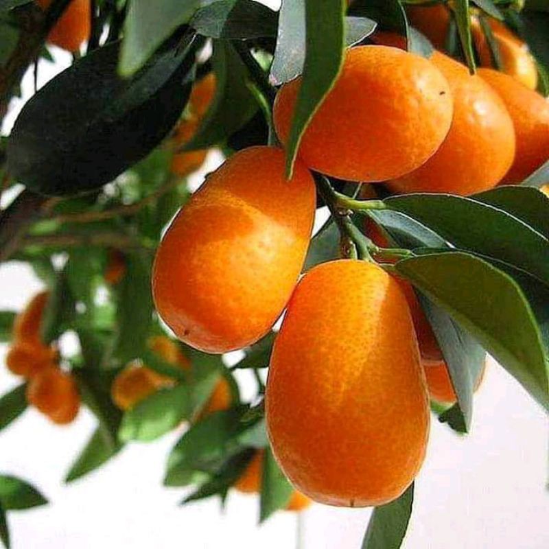 bibit jeruk nagami hasil okulasi